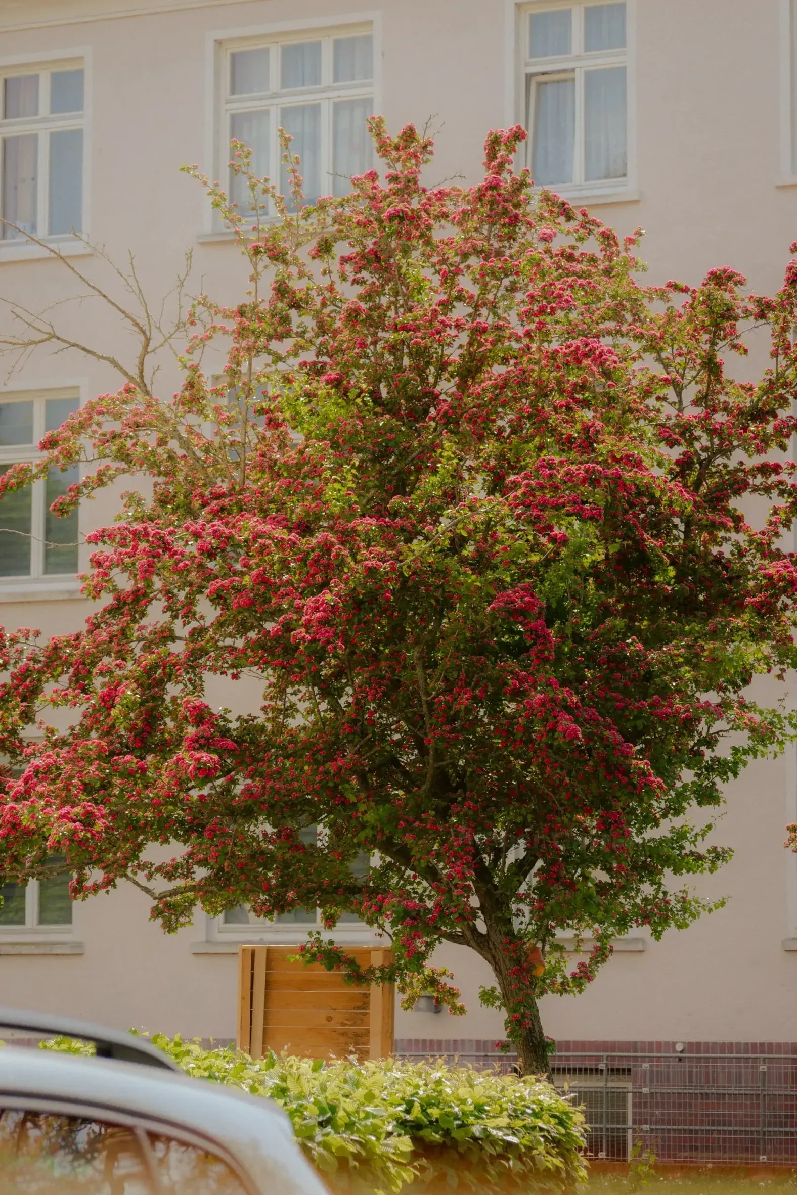 Rieper Garten